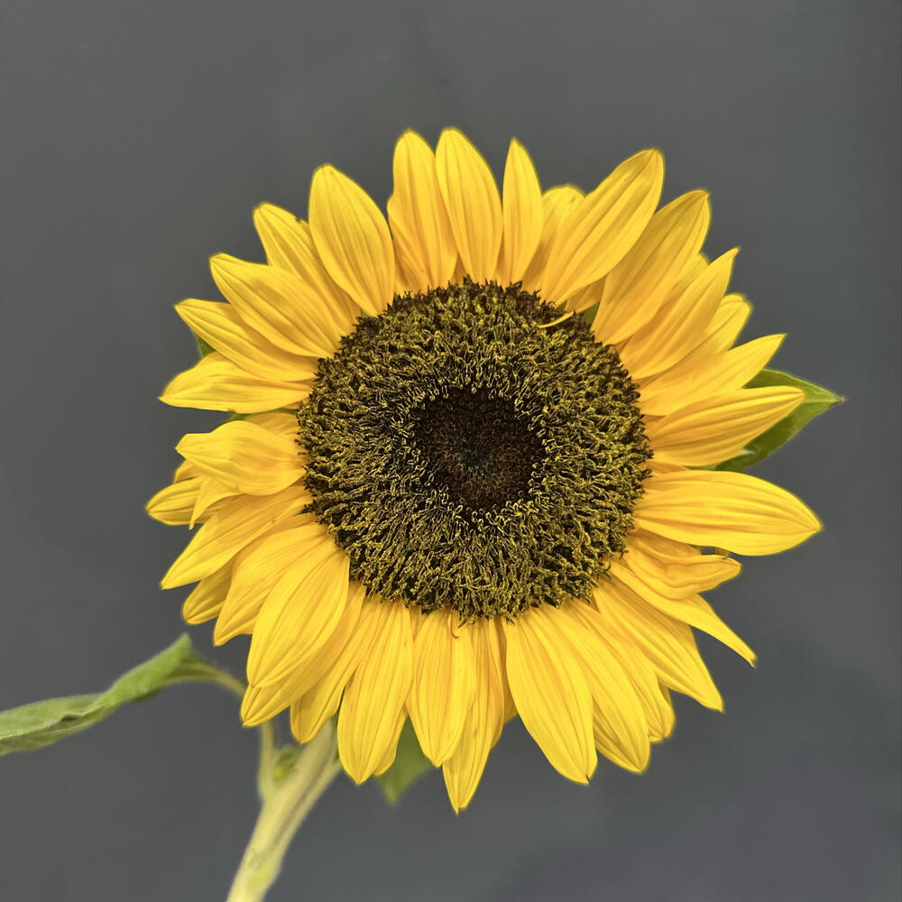 🌻 подсолнух