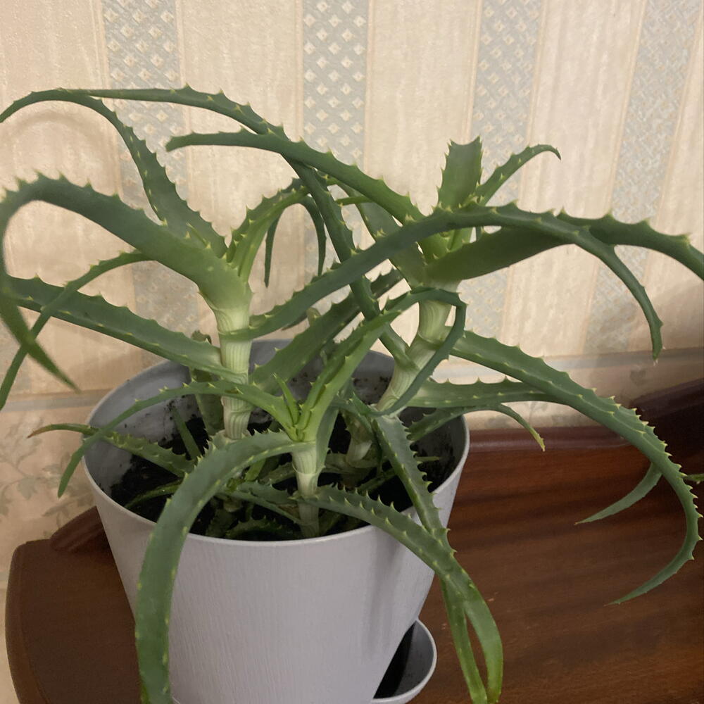 Алоэ комнатный