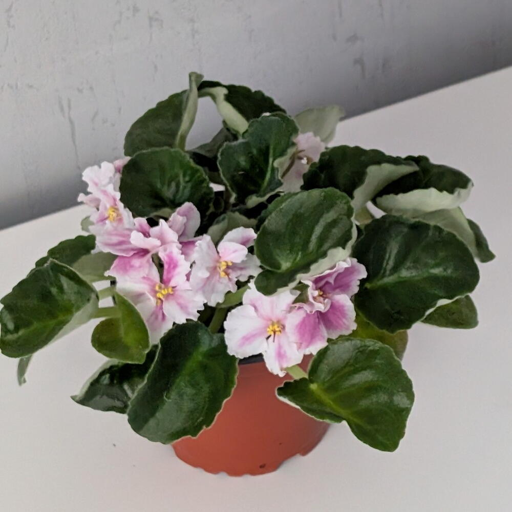 Сенполия (фиалка) розовая