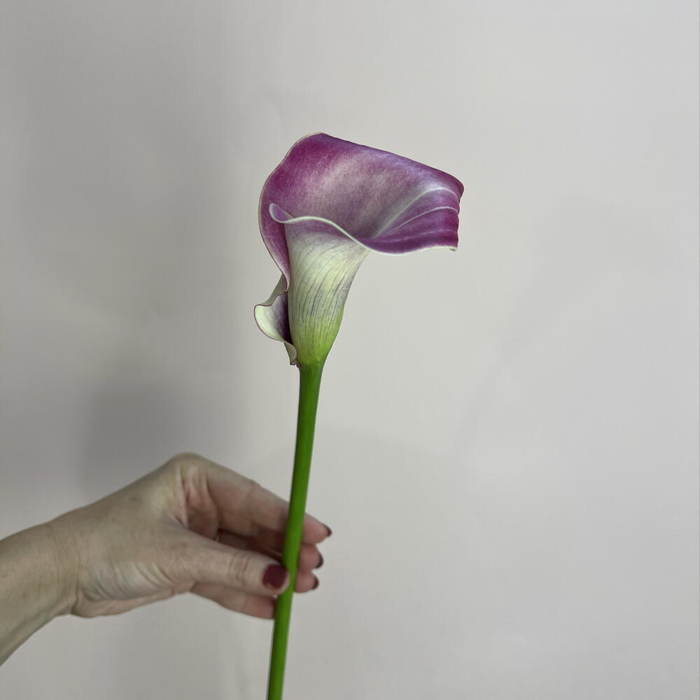 Калла розовая