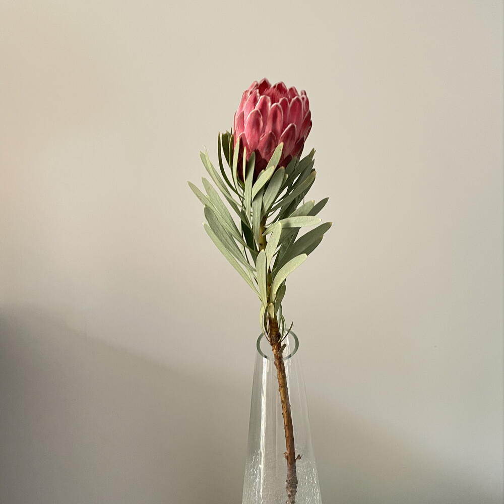 Протея Роуз