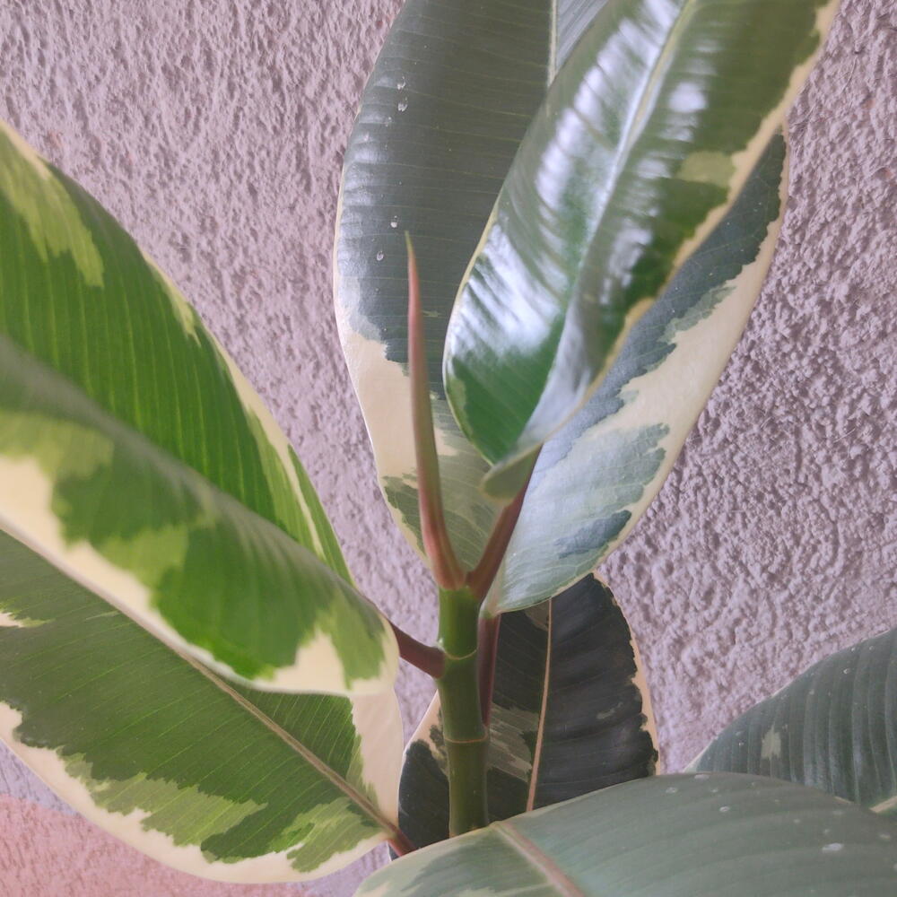 Фикус эластик Robusta