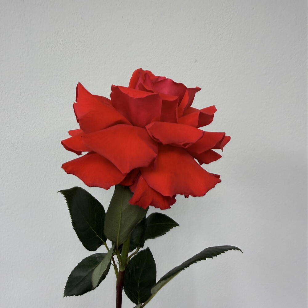 Французская роза «Нина» 🌹