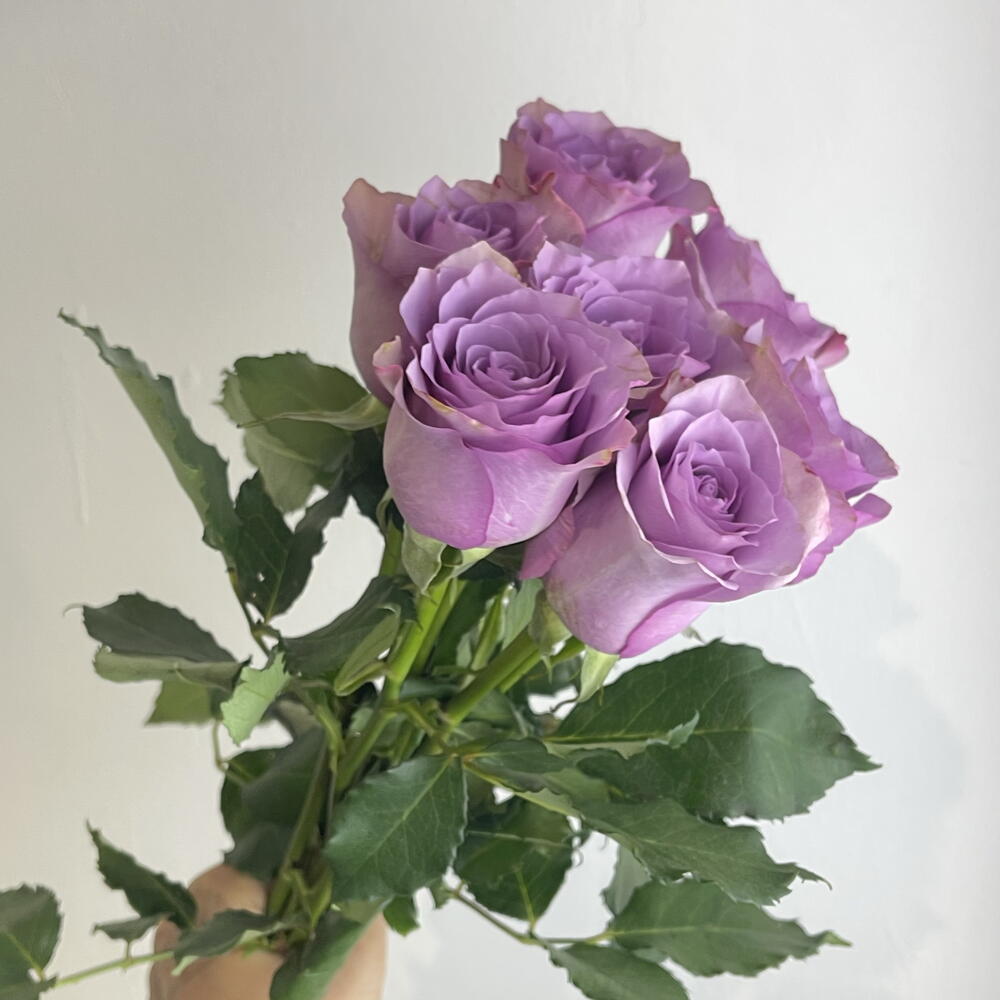 Букет роз фиолетовых 💜7