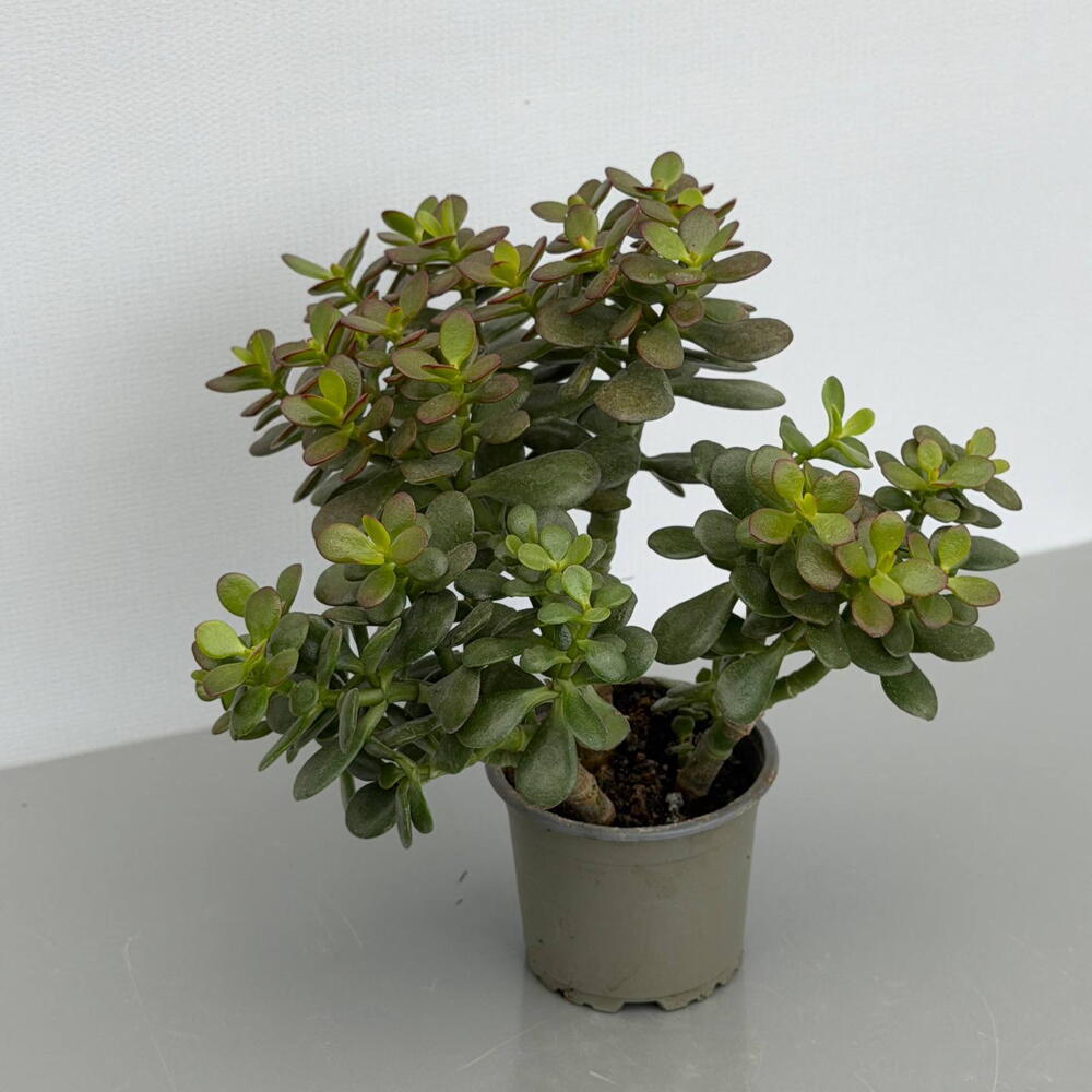 КРАССУЛА (CRASSULA) OVATA MINOR