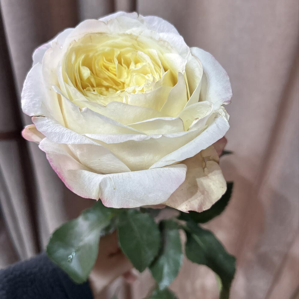 Роза Кэндллайт