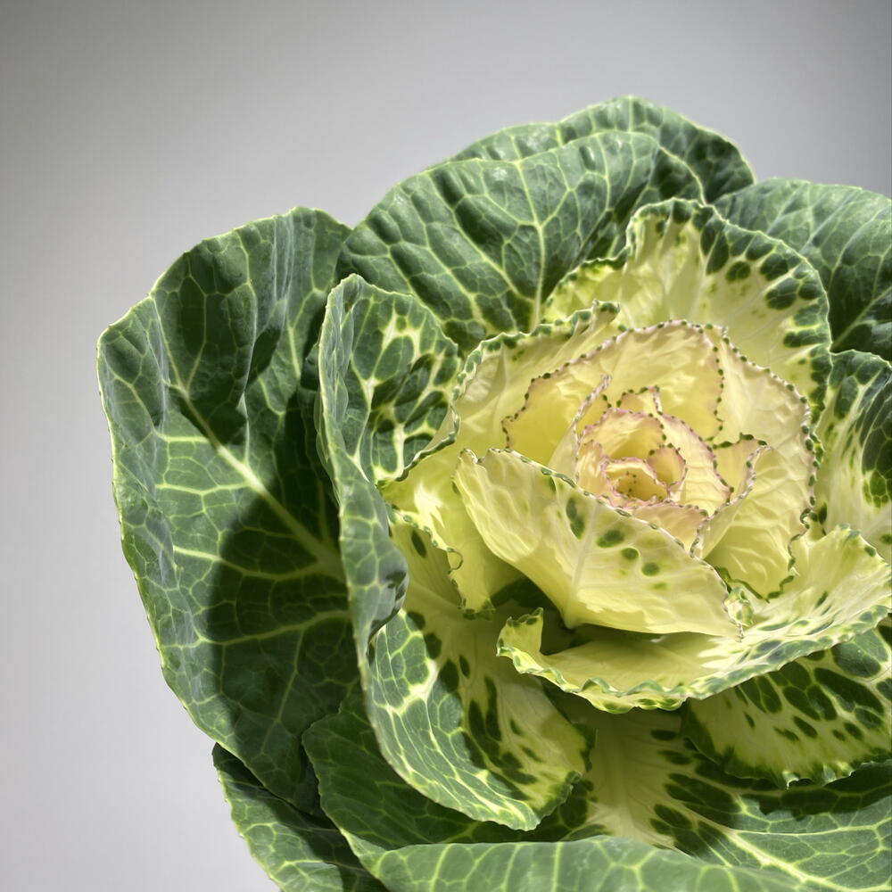 Брассика 🥬