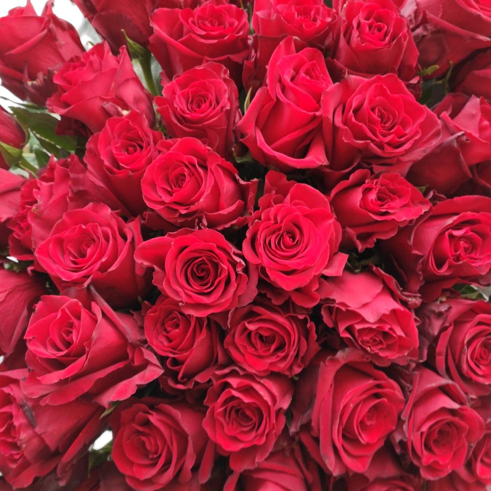 51 roses 🌹
