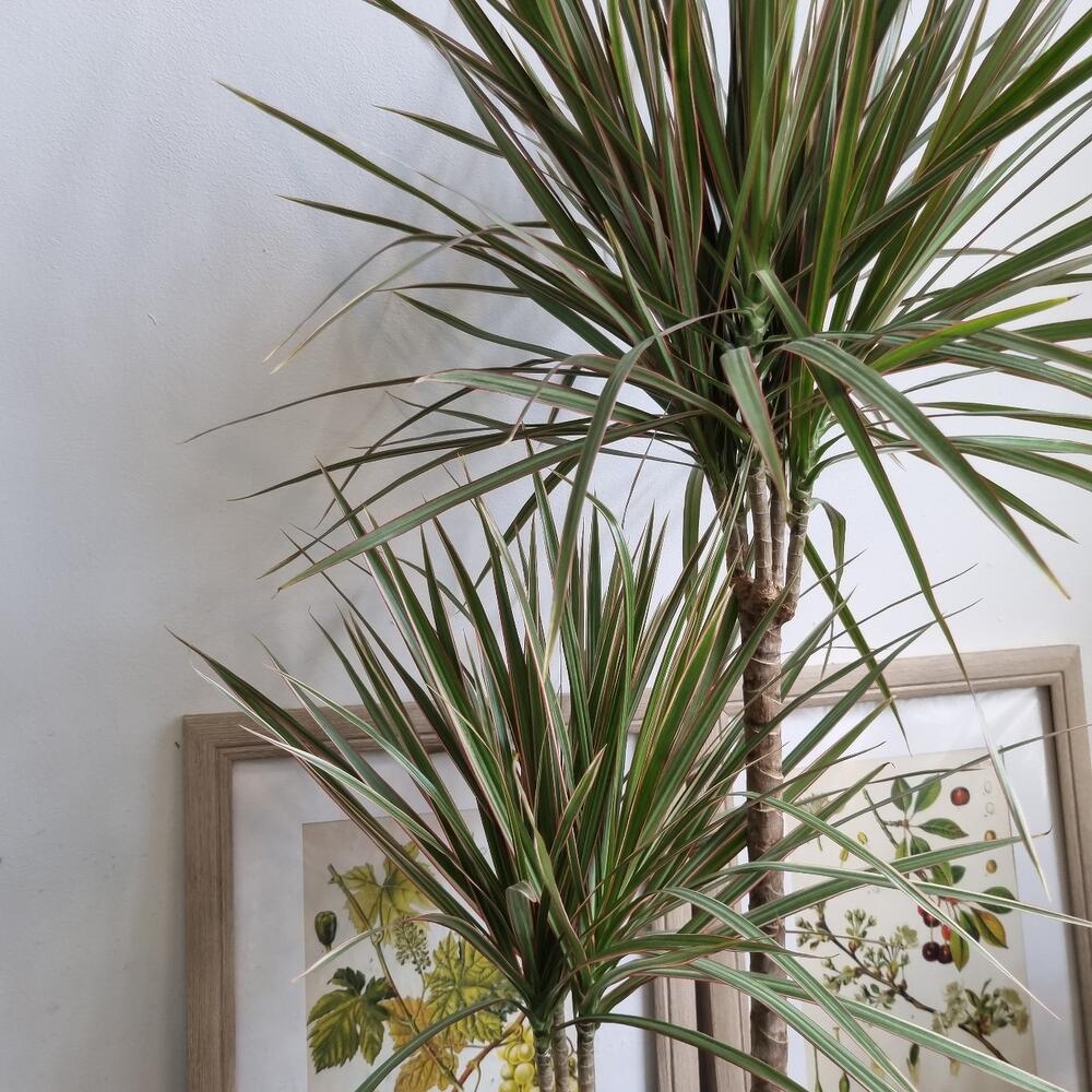 Драцена маргината триколор, Живые растения в Москве, купить по цене ...