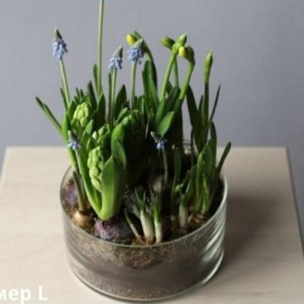 Нарциссы, гиацинты, мускари, Живые растения в Москве, купить по цене ...