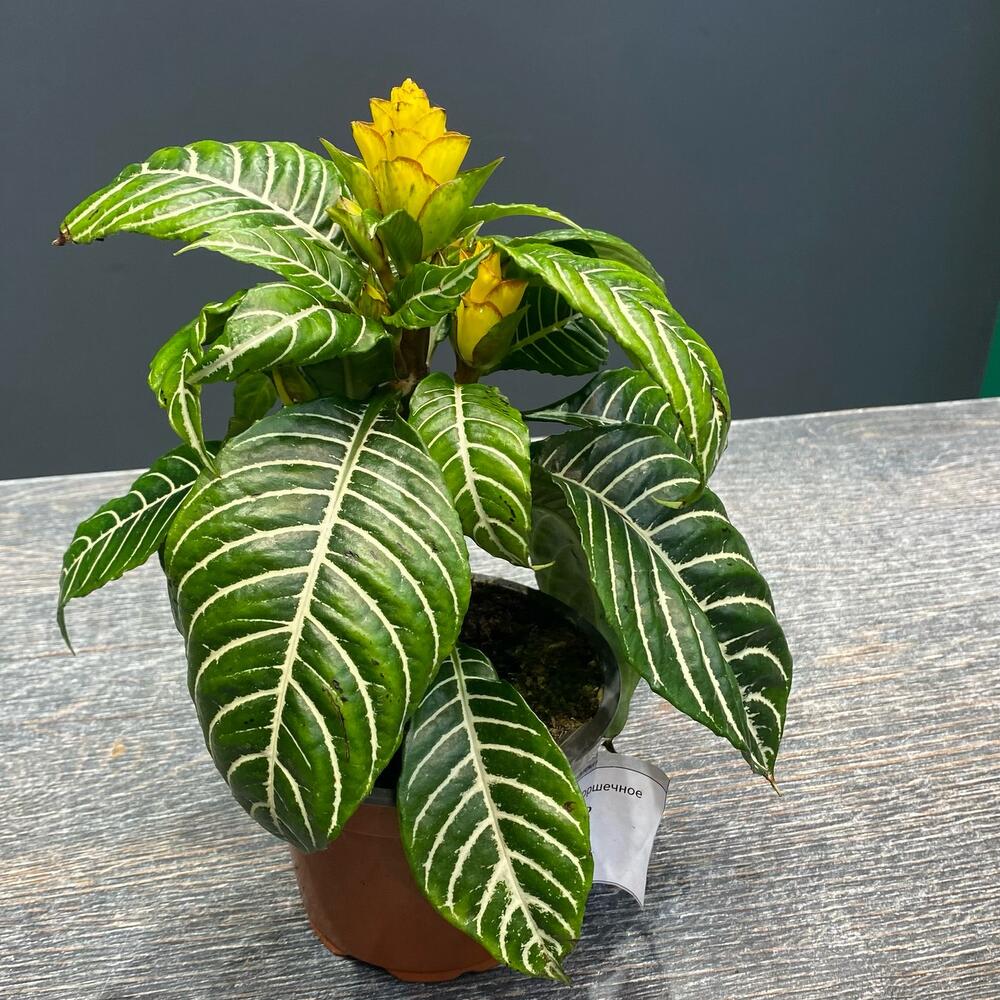 Aphelandra