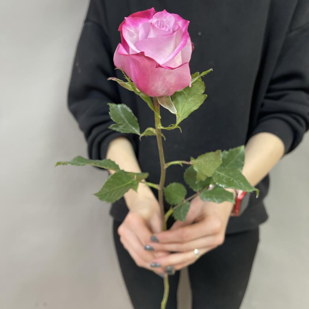 Rosa de una sola cabeza
