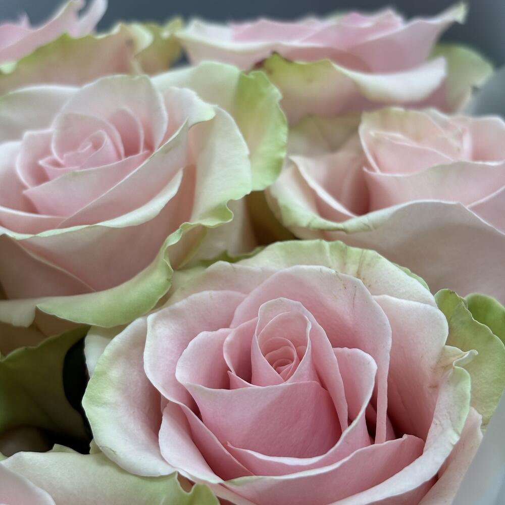 11 rosas Absolute Pink