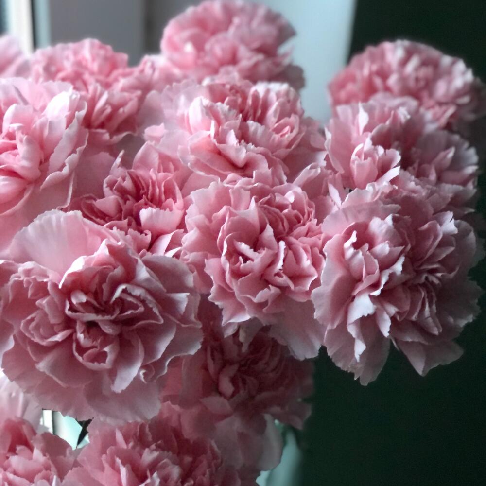 Диантусы 15🌸
