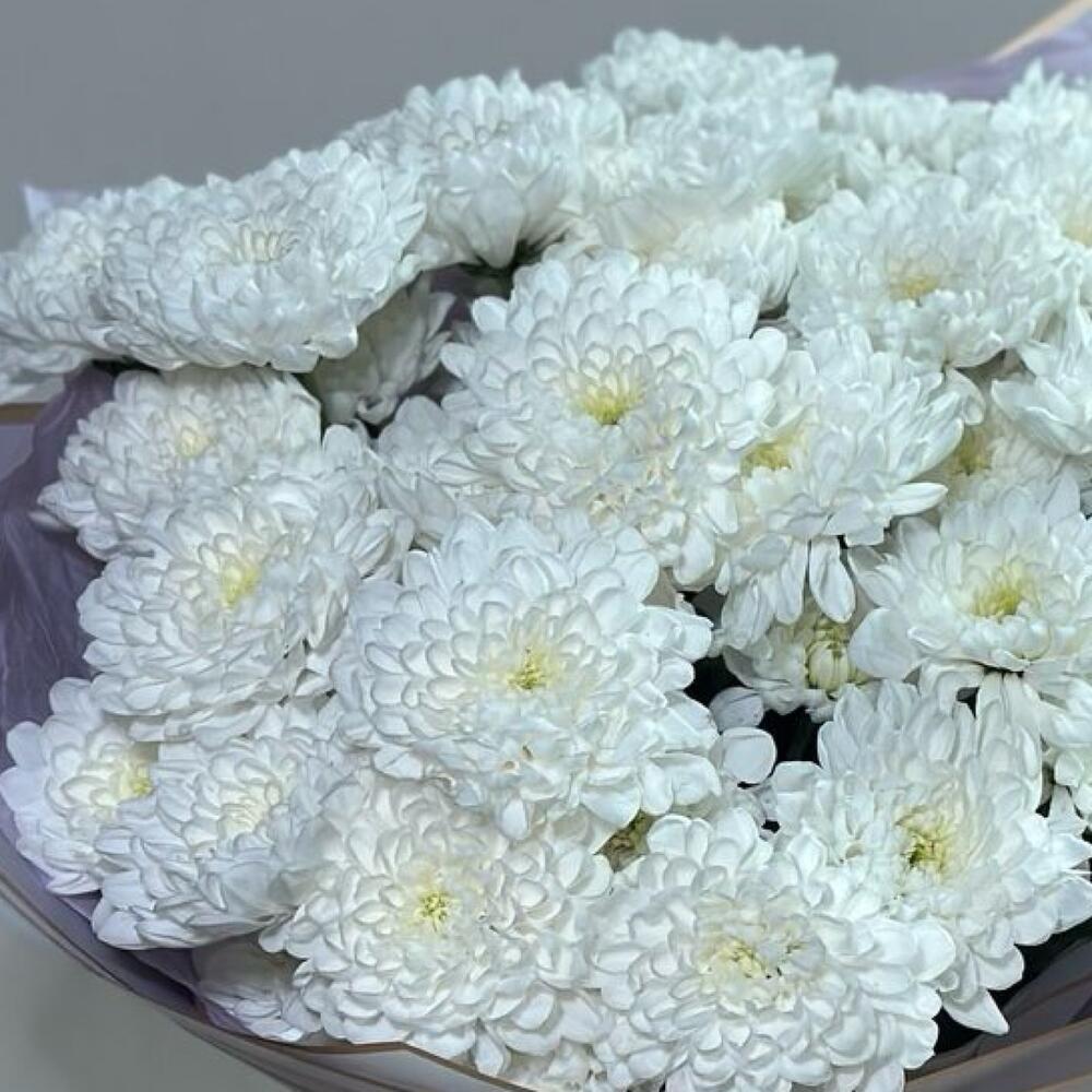 Букет из хризантем 🥰кустовые махровые хризантемы в сиреневой упаковке