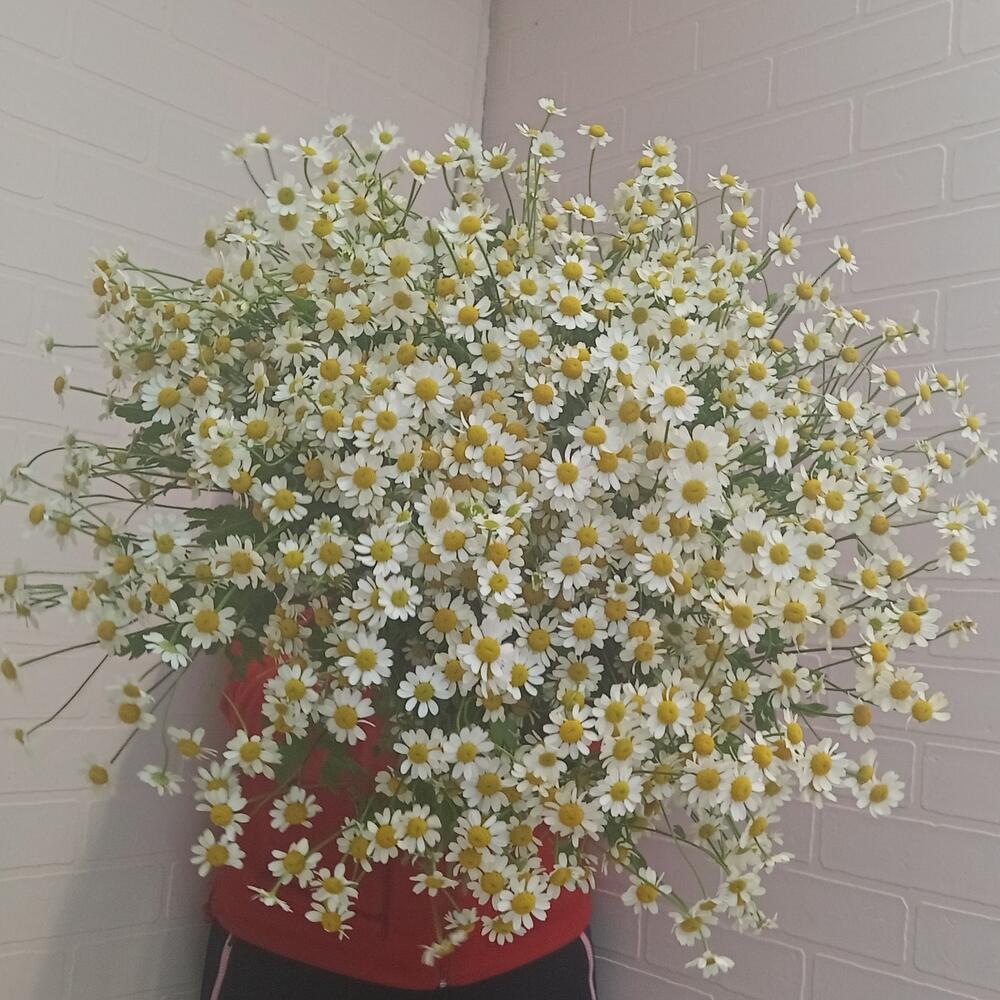 Букет из Камиллы