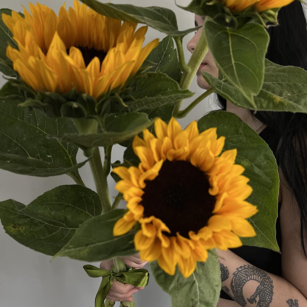 Подсолнух 🌻