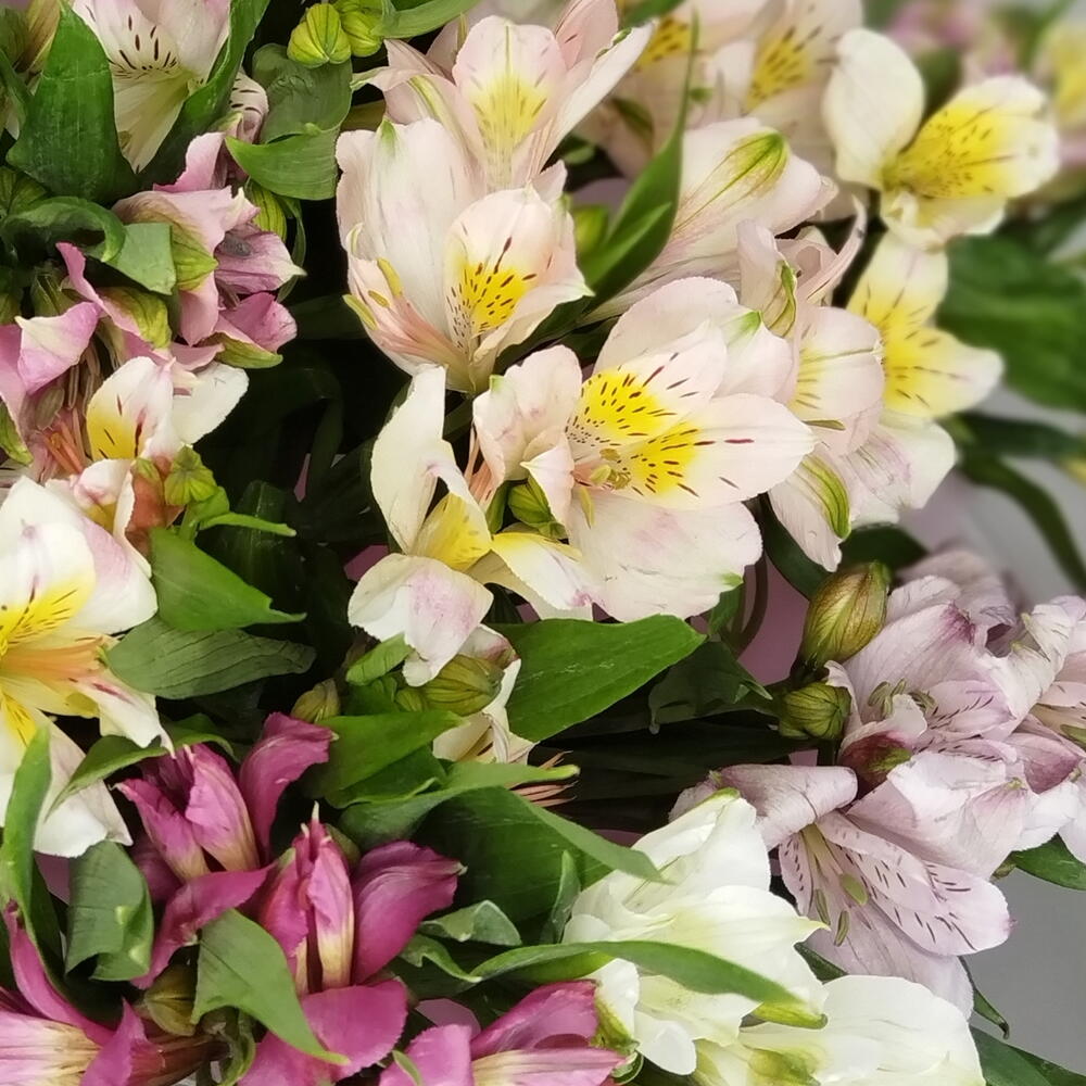 Микс Альстромерия