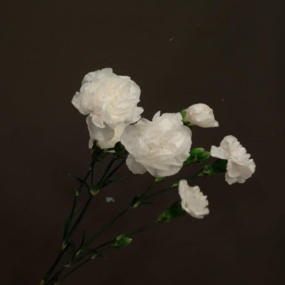 Кустовая гвоздика (диантус) белая