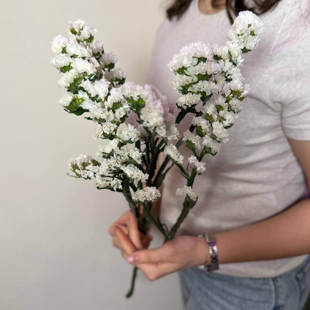 Статица белая
