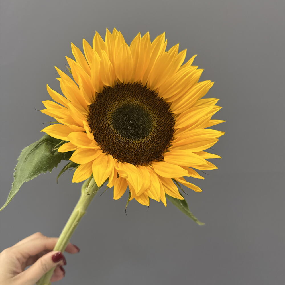 Подсолнух 🌻