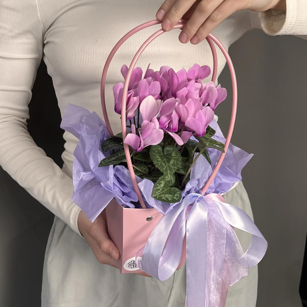 Цикламен в сумочке — розовый