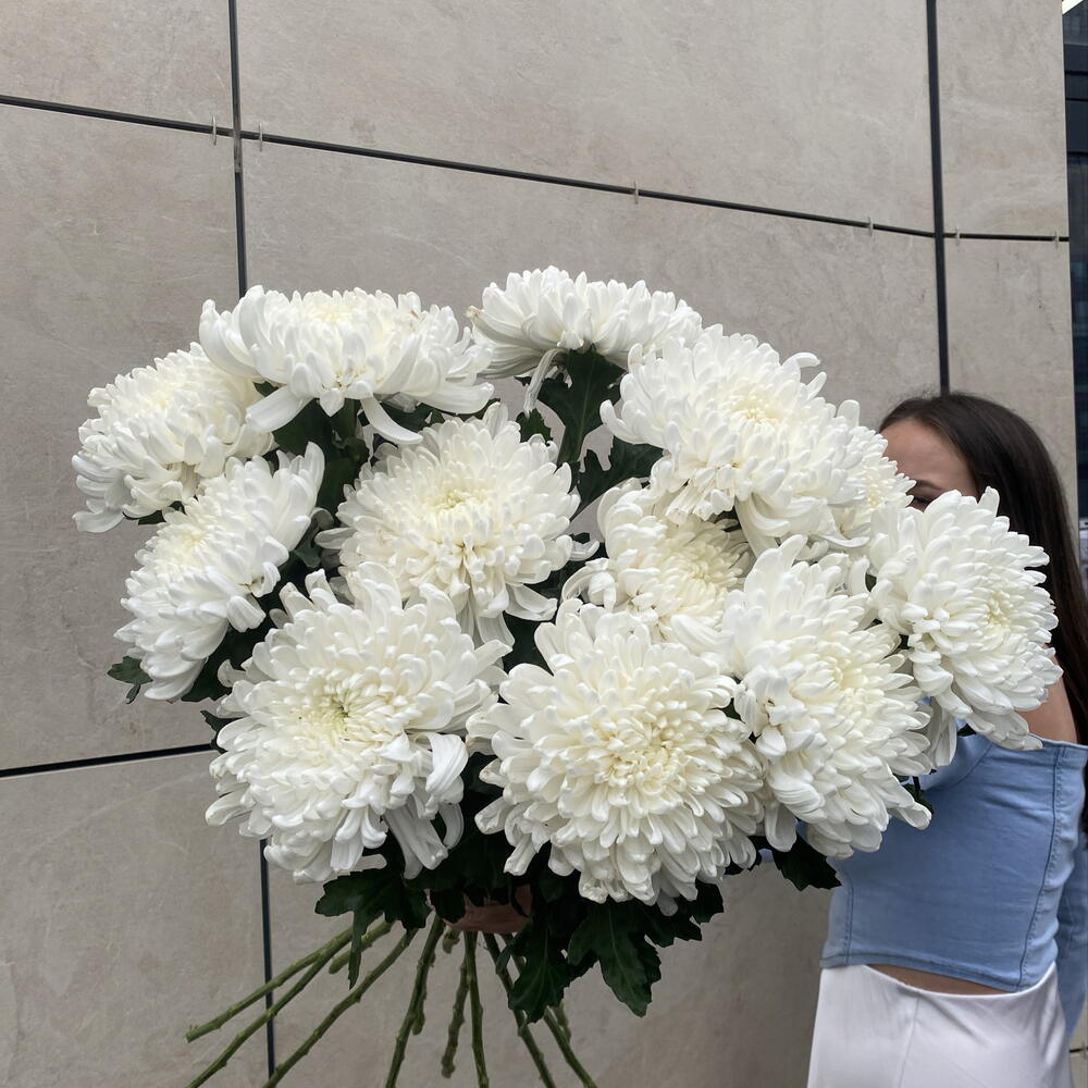 Бигуди хризантемы одноголовые осенние ХИТ