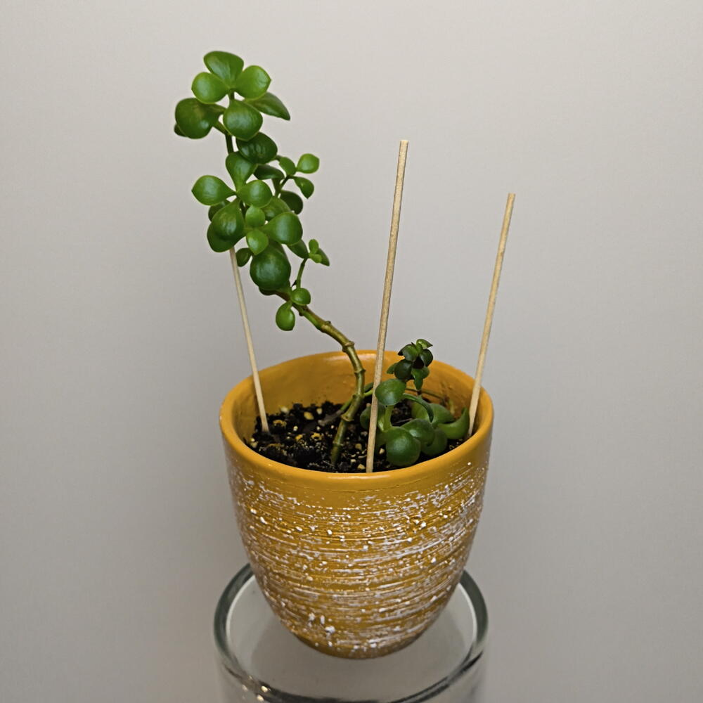 Крассула🌵