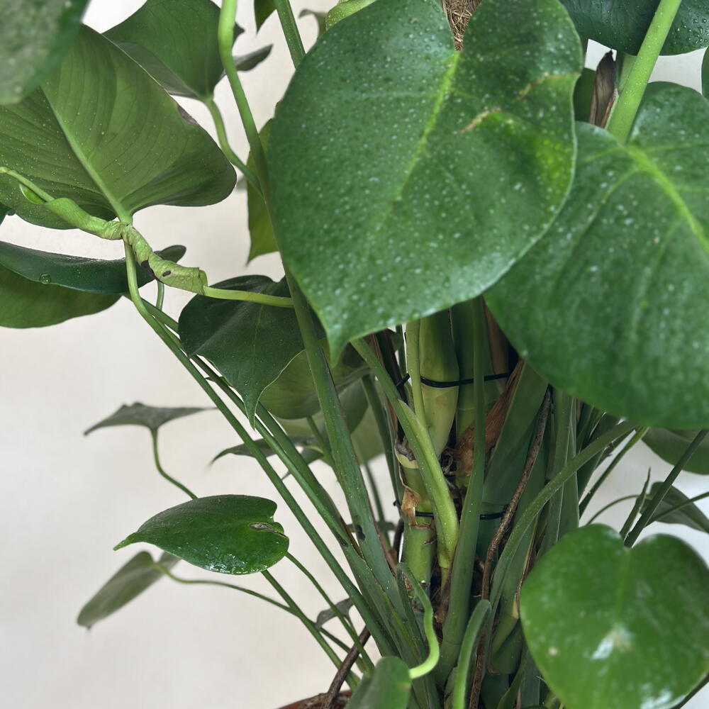 Монстера XL 🌿