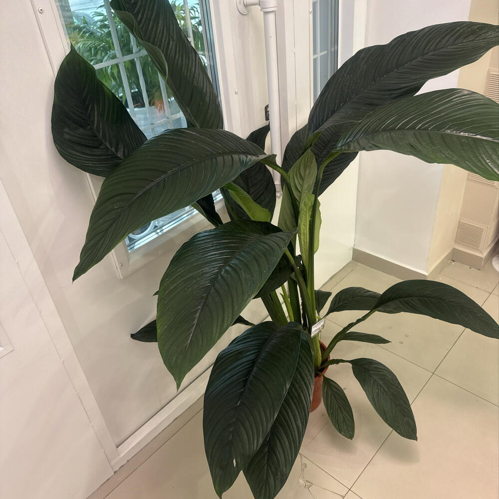 Спатифиллум Сенсейшн (Spathiphyllum  Sensation )