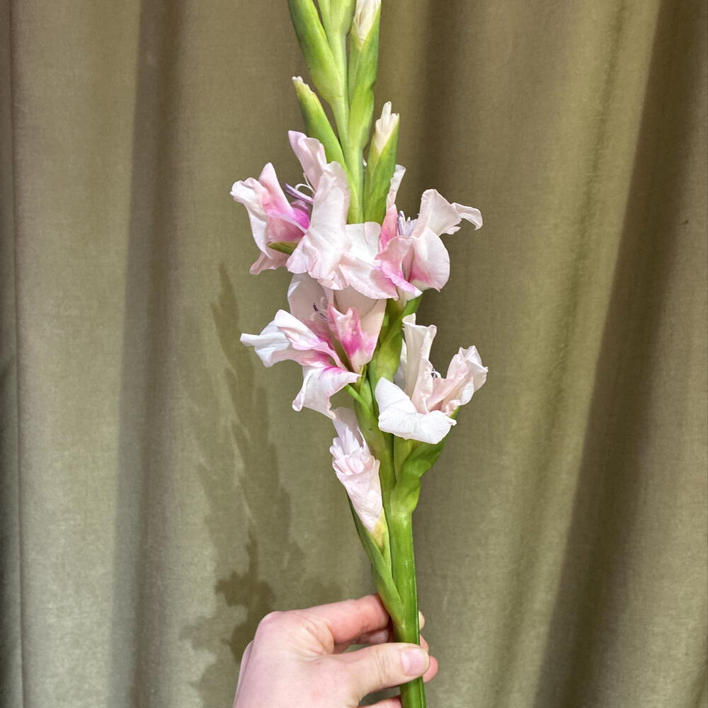 Гладиолус розовый