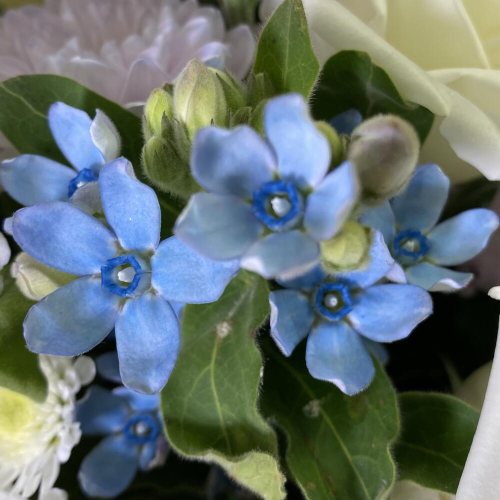 Композиция в шляпной коробочке «Тиффани»