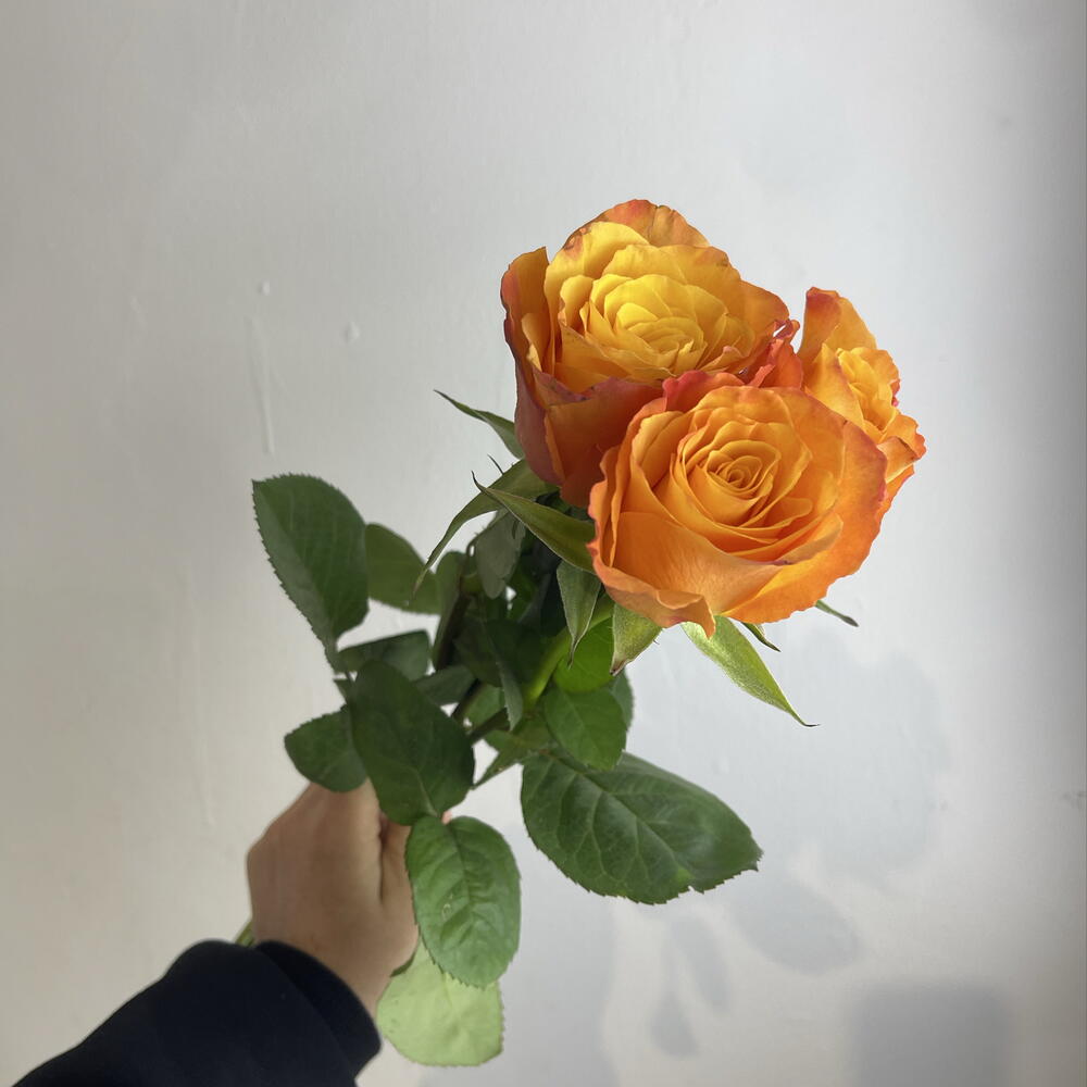 Розы рыжие 🧡3