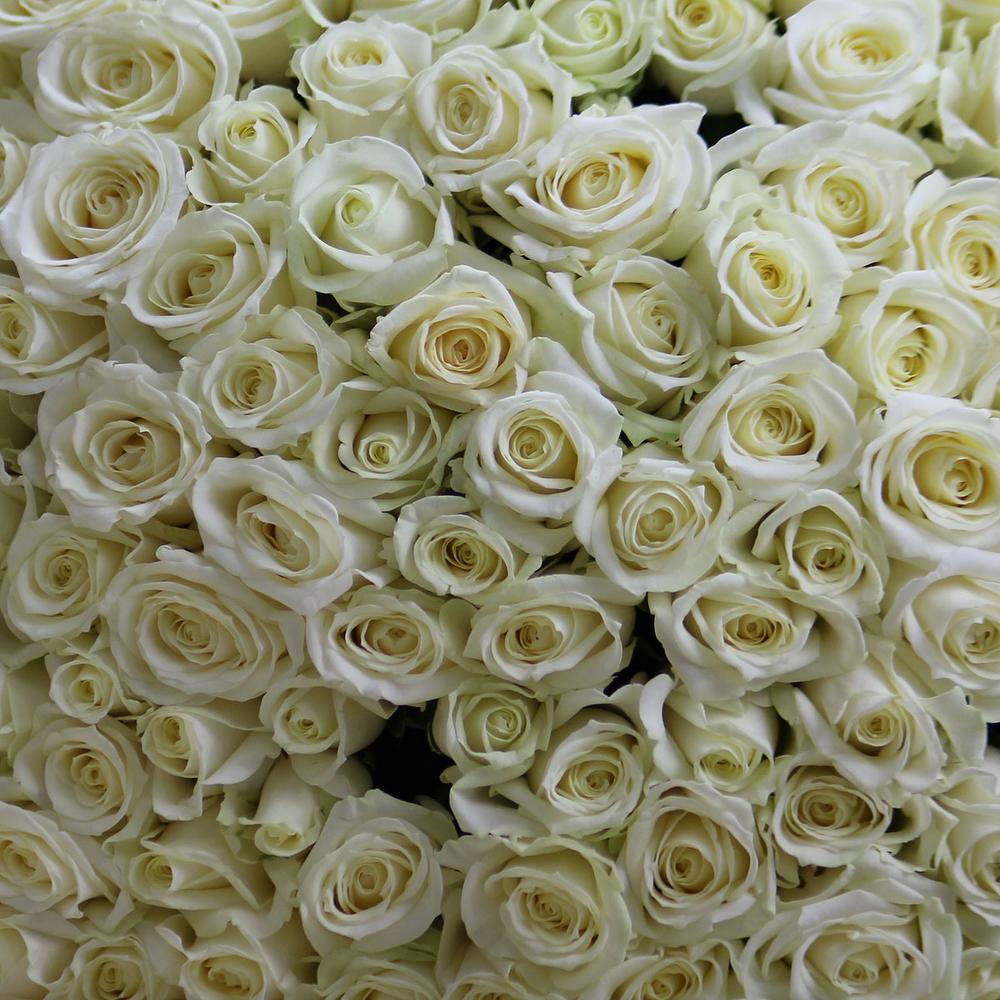 Белые розы Голландия 60 см