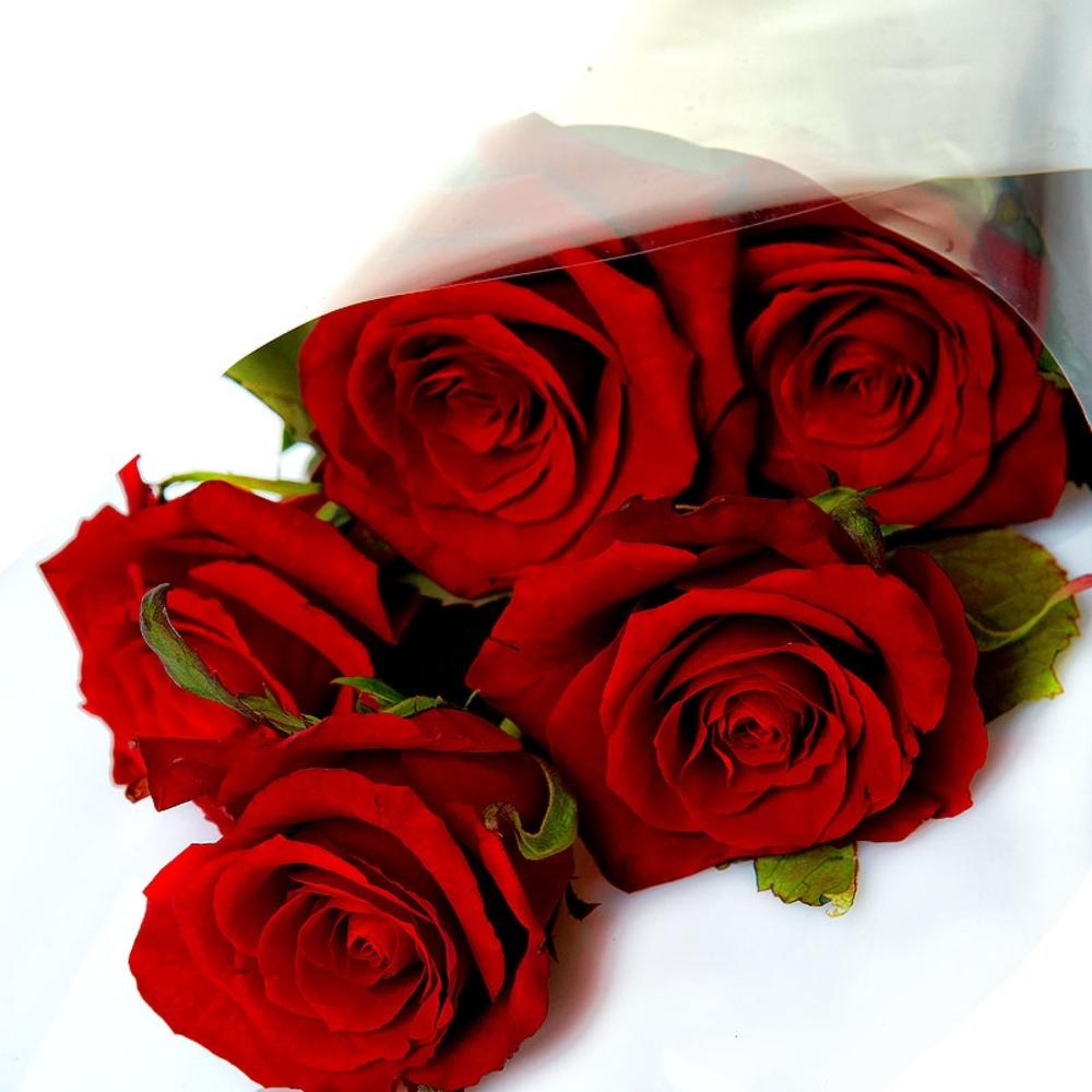 Розы пять штук. 5 Роз букет. Пять красных роз. 5 Красных роз букет. Красные розы 5 штук.