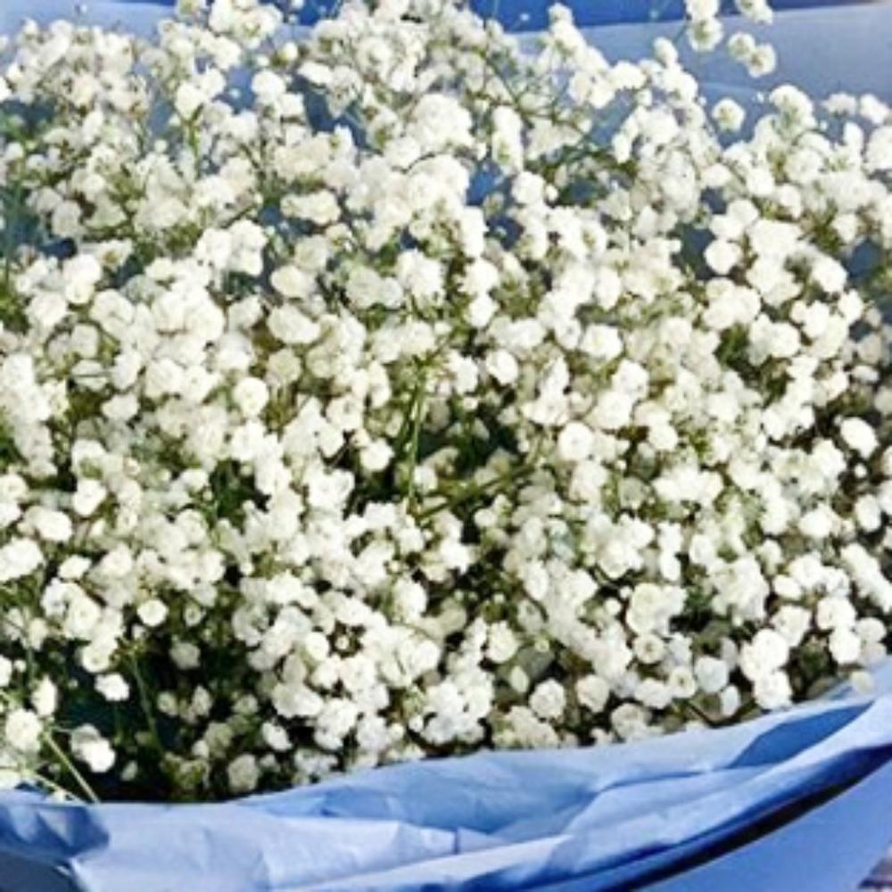 Букет с гипсофилы
