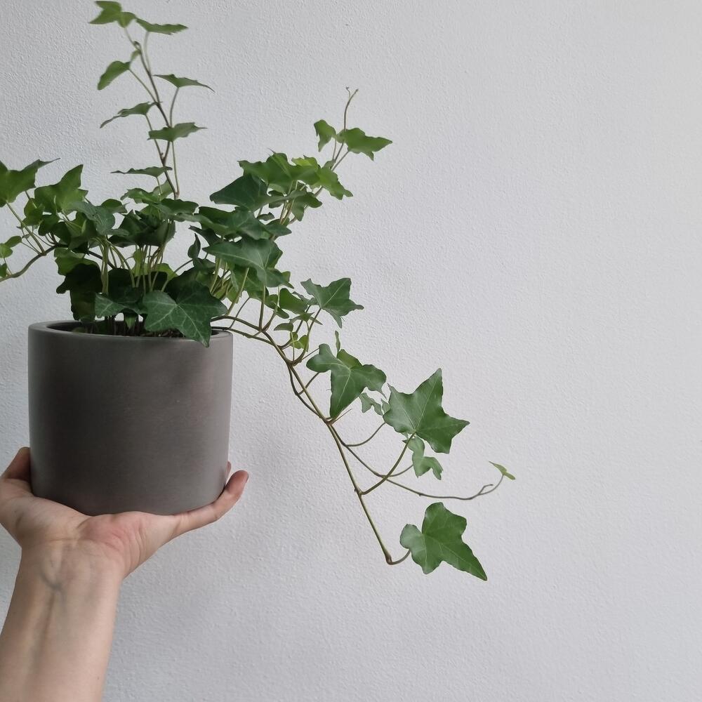 Плющ хедера в бетонном кашпо, Живые растения в Москве, купить по цене ...