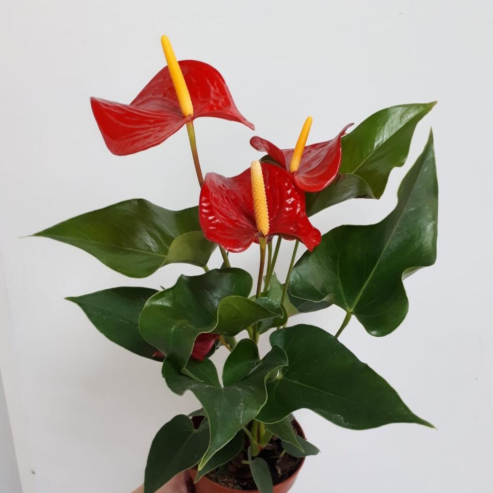 Антуриум, Live Plants Bryansk, Bryansk region, Russia, buy at a price of  2350 RUB, Anthuriums on Iris Bezhica with delivery | Flowwow