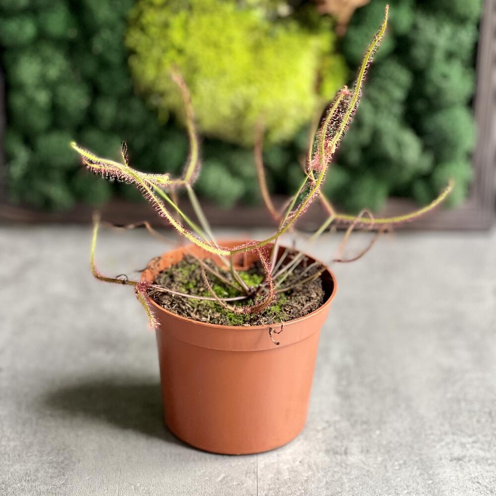 Росянка Бината (от лат. Drosera Binata) D9см, Живые растения в ...