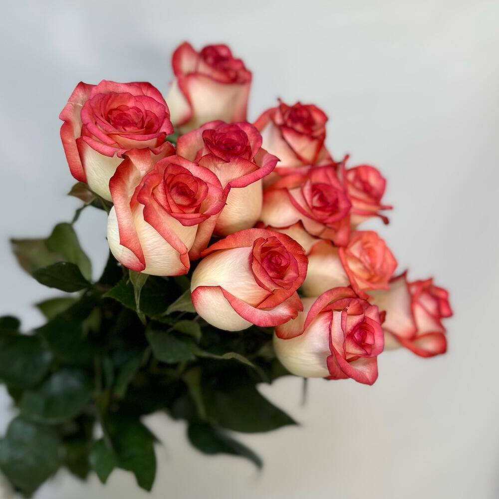 11 rosas