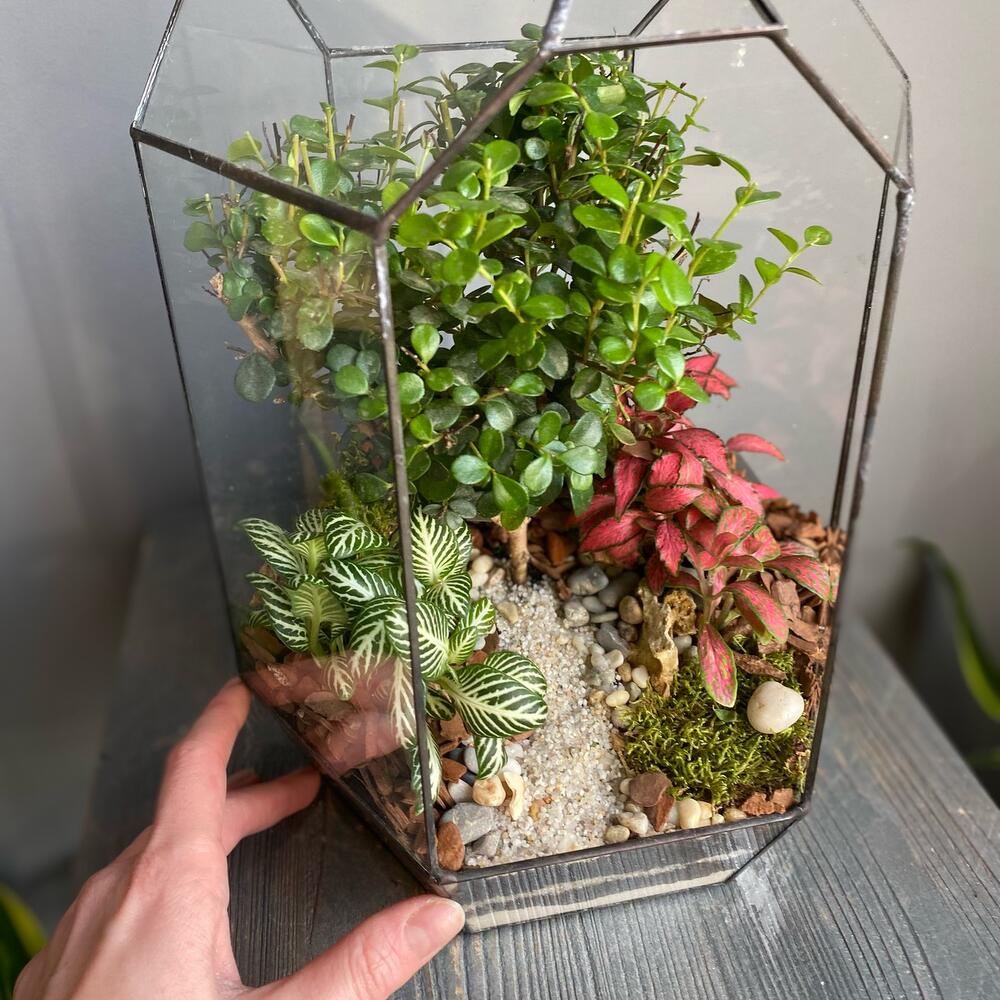 Флорариум «Уголок леса», Живые растения в Москве, купить по цене 8900 ...