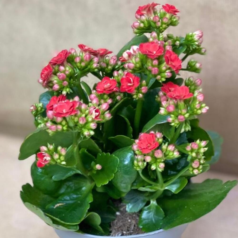 Каланхоэ(красное)