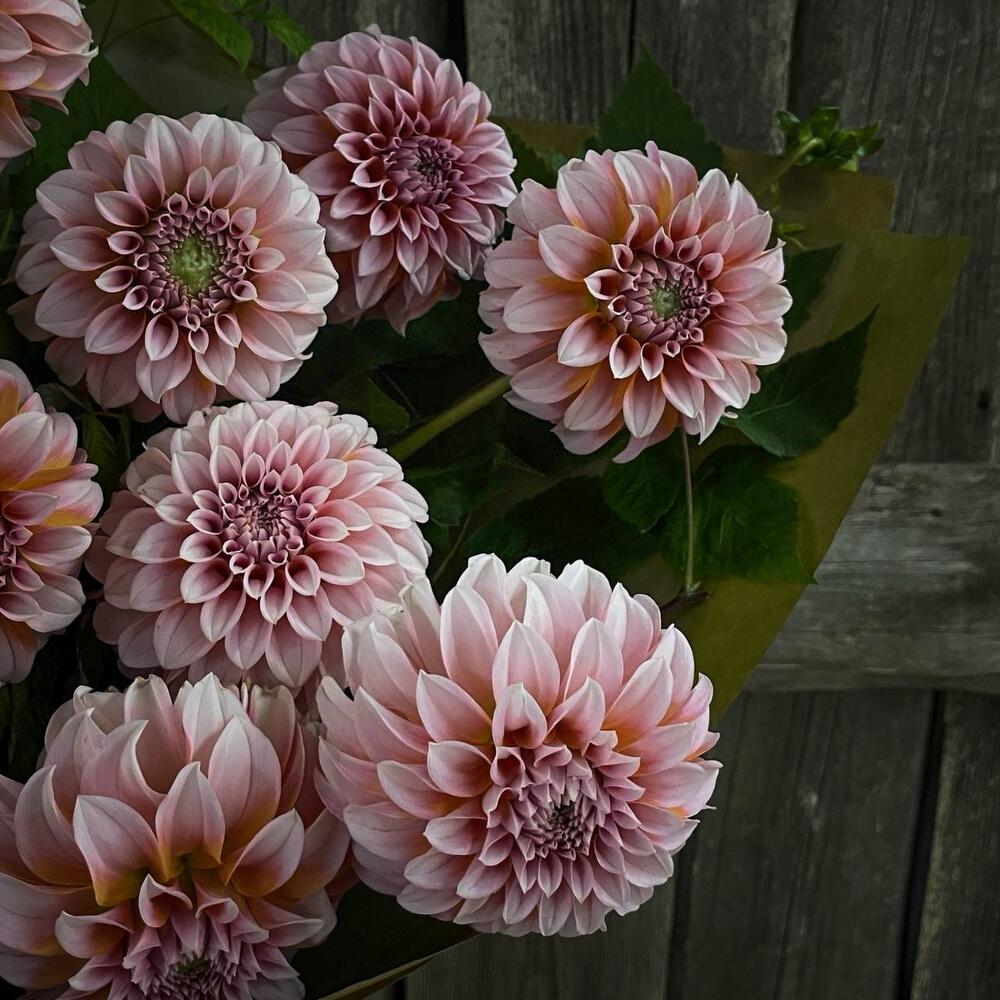 Monobook made of trendy dahlias and raspberry twigs in craft FM431
