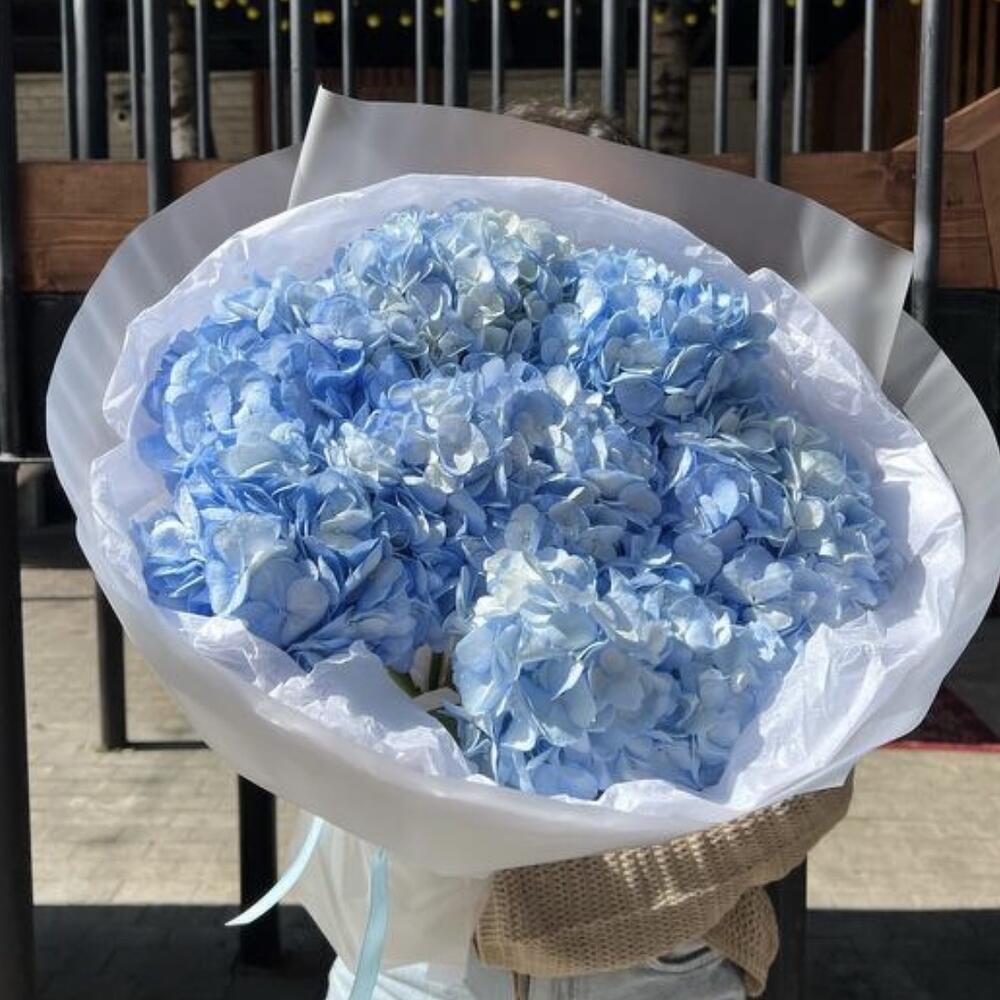 Гортензия 💙