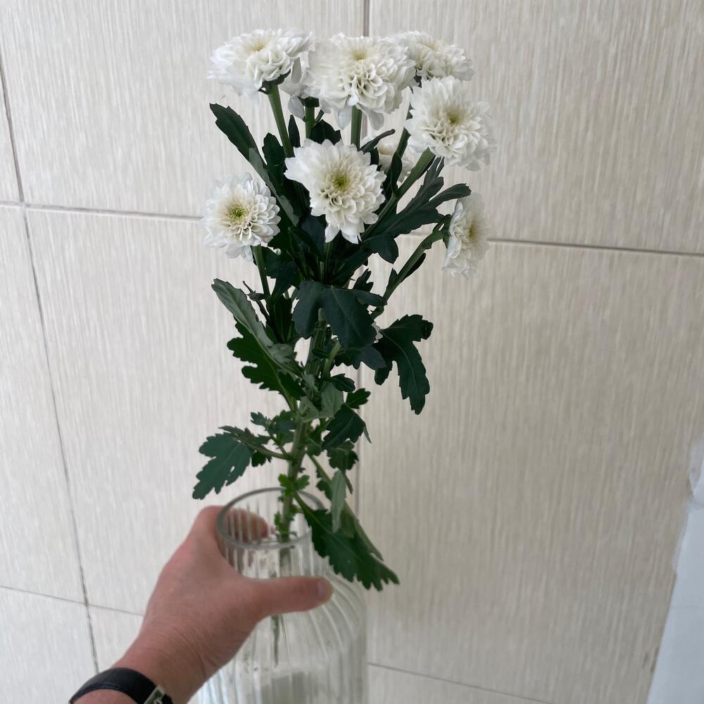 Сантиния