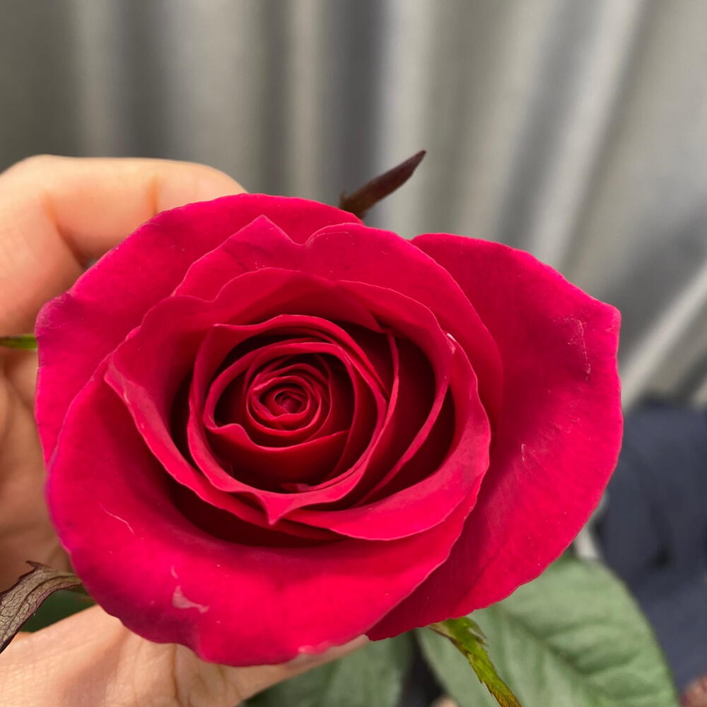 Роза эквадор 60 см ️🎀 яркая фуксия