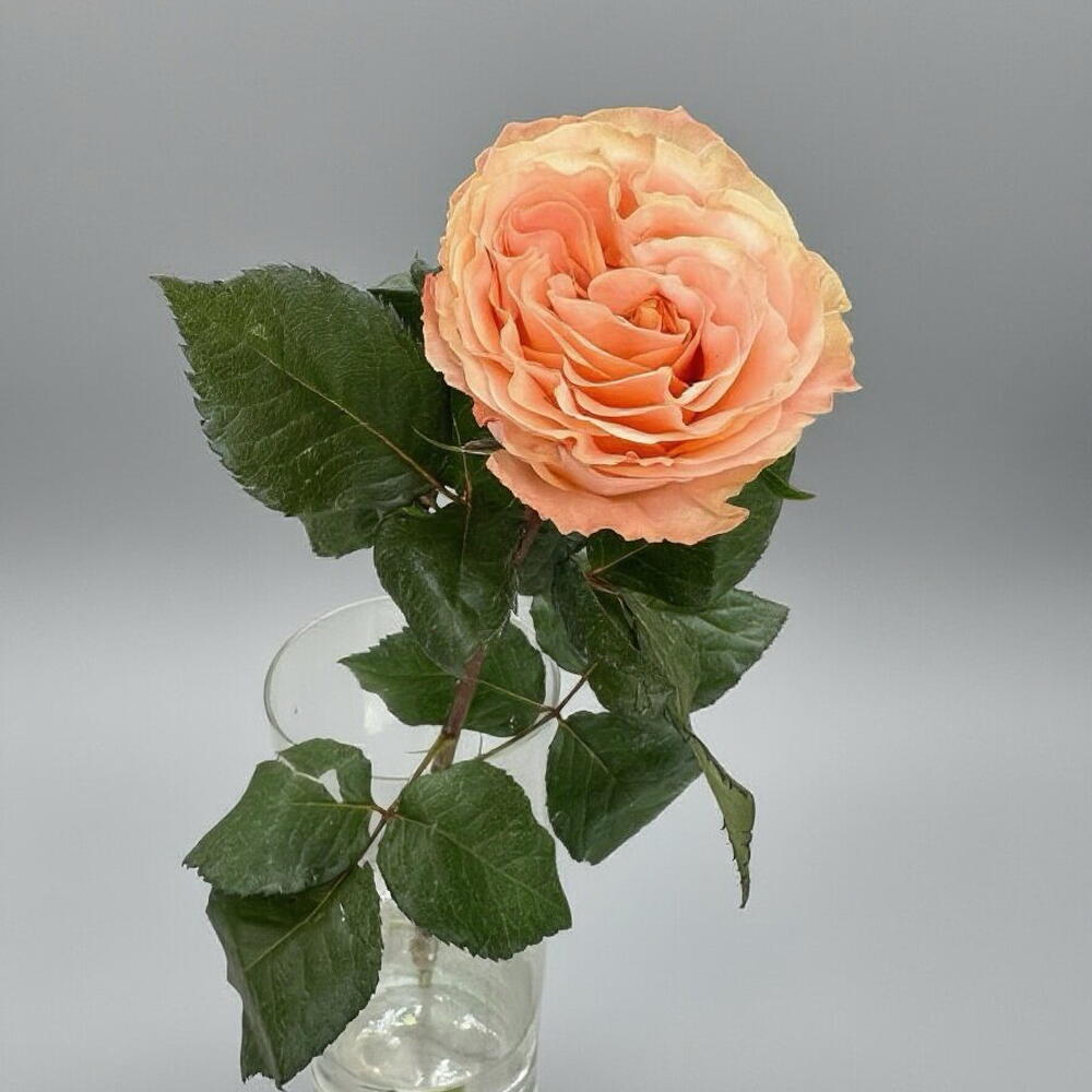Роза PRINCESS CROWN