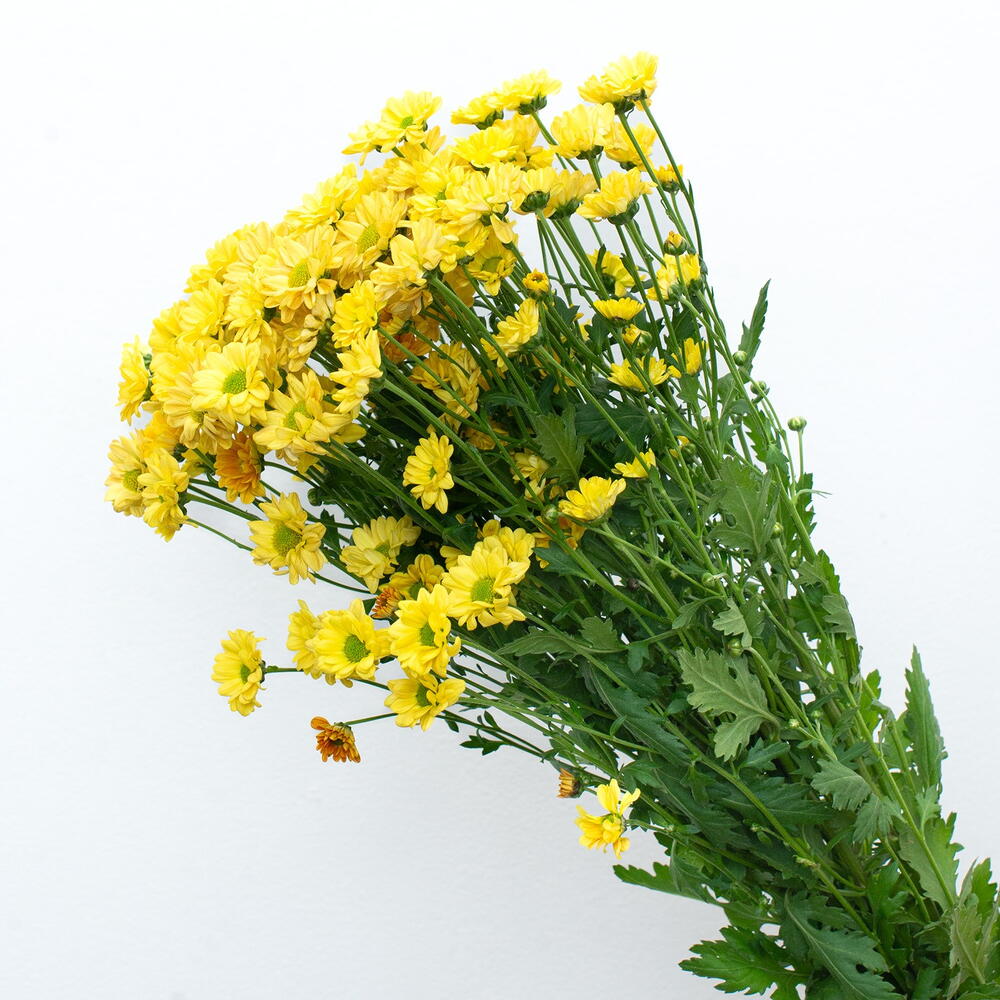 Хризантема жёлтая пачка (5 шт.)