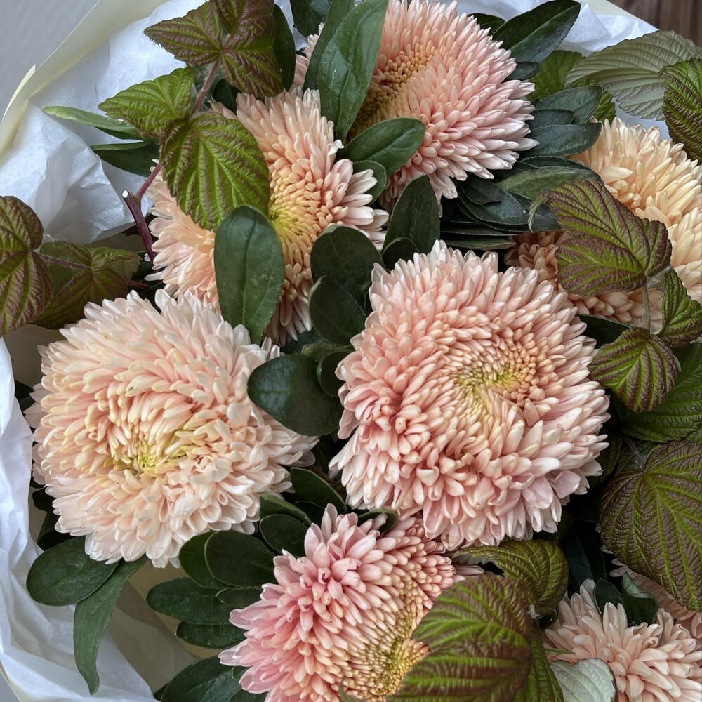 Красивые астры🌸