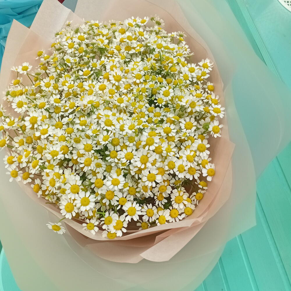 Ромашковое поле